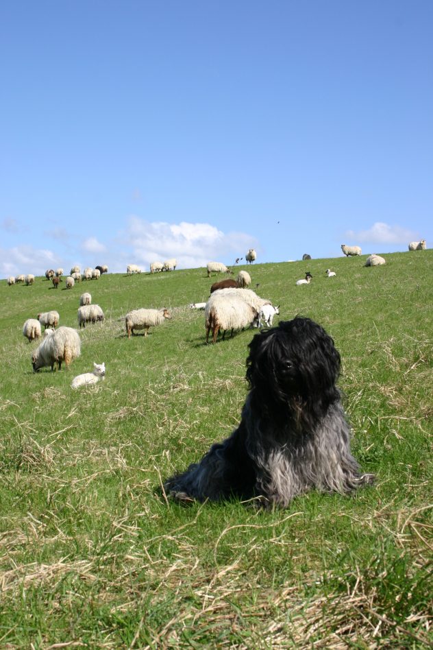 Binke (de broer van onze Benthe) aan het schapenhoeden