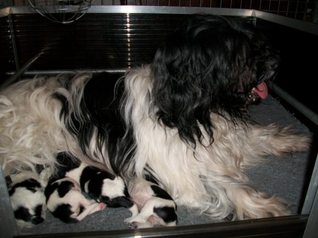 Benthe en haar pups